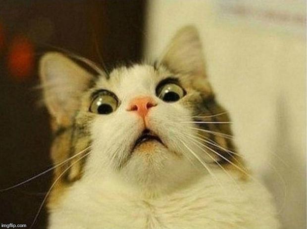 surprised cat | G | image tagged in surprised cat | made w/ Imgflip meme maker