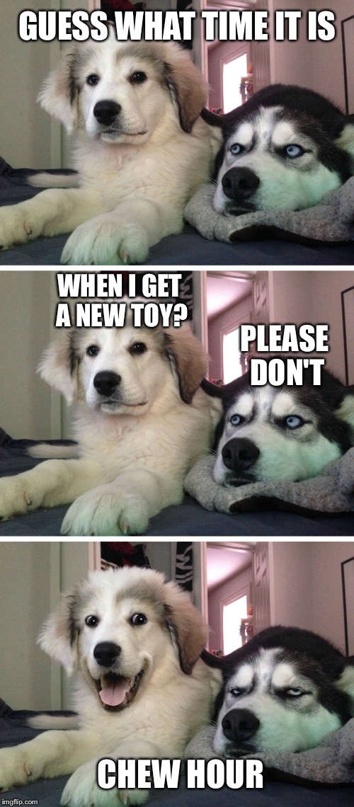 Bad Pun Chihuahua | GUESS WHAT TIME IT IS; WHEN I GET A NEW TOY? PLEASE DON'T; CHEW HOUR | image tagged in bad pun dogs | made w/ Imgflip meme maker