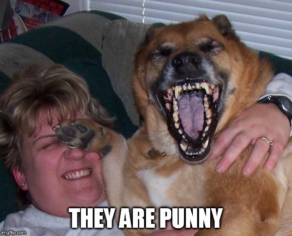 laughing dog | THEY ARE PUNNY | image tagged in laughing dog | made w/ Imgflip meme maker