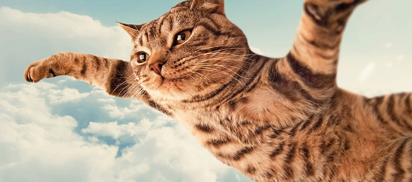 High Quality Flying Cat Blank Meme Template
