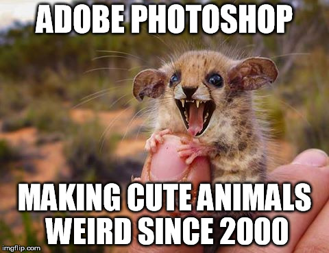  ADOBE PHOTOSHOP; MAKING CUTE ANIMALS WEIRD SINCE 2000 | image tagged in leopardcheezum | made w/ Imgflip meme maker