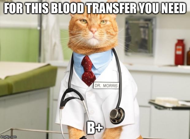 Cat Doctor | FOR THIS BLOOD TRANSFER YOU NEED; B+ | image tagged in cat doctor | made w/ Imgflip meme maker