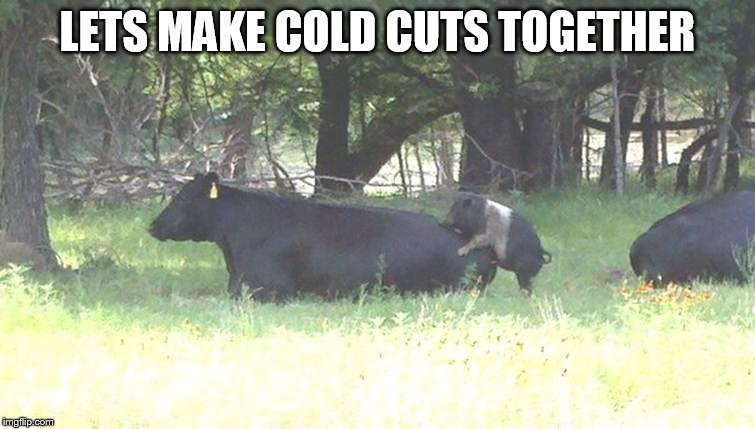 Bacon burger cow pig | LETS MAKE COLD CUTS TOGETHER | image tagged in bacon burger cow pig | made w/ Imgflip meme maker