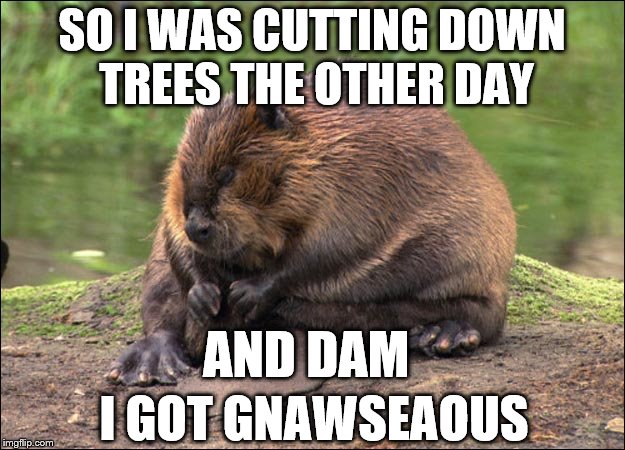 Leave it to Beaver | SO I WAS CUTTING DOWN TREES THE OTHER DAY; AND DAM; I GOT GNAWSEAOUS | image tagged in leave it to beaver,memes,animals,funny animals,beaver | made w/ Imgflip meme maker