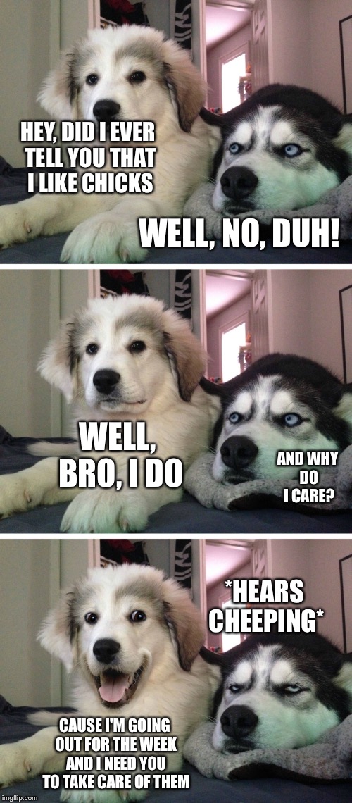 Bad pun dogs | HEY, DID I EVER TELL YOU THAT I LIKE CHICKS; WELL, NO, DUH! WELL, BRO, I DO; AND WHY DO I CARE? *HEARS CHEEPING*; CAUSE I'M GOING OUT FOR THE WEEK AND I NEED YOU TO TAKE CARE OF THEM | image tagged in bad pun dogs | made w/ Imgflip meme maker
