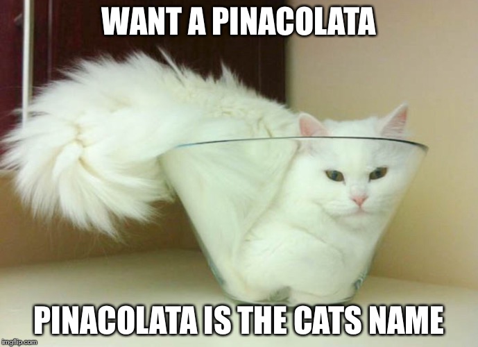 WANT A PINACOLATA; PINACOLATA IS THE CATS NAME | image tagged in memes,cat,cup | made w/ Imgflip meme maker