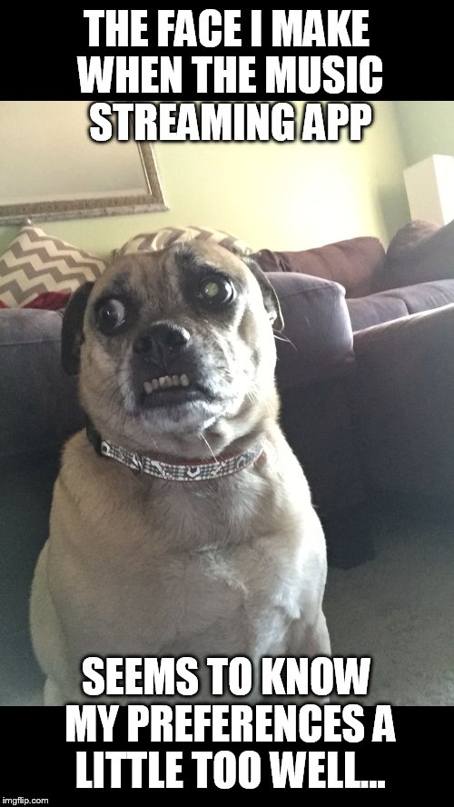 Paranoid Puggle | THE FACE I MAKE WHEN THE MUSIC STREAMING APP; SEEMS TO KNOW MY PREFERENCES A LITTLE TOO WELL... | image tagged in paranoid puggle | made w/ Imgflip meme maker