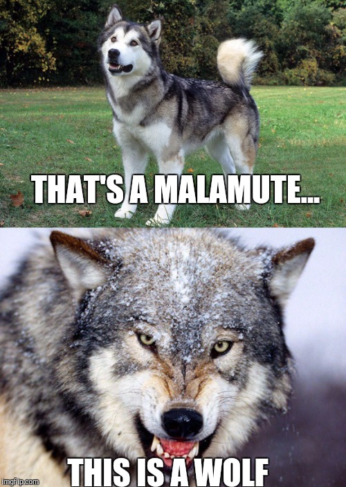 THAT'S A MALAMUTE... THIS IS A WOLF | made w/ Imgflip meme maker