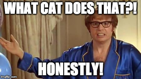Austin Powers Honestly Meme | WHAT CAT DOES THAT?! HONESTLY! | image tagged in memes,austin powers honestly,AdviceAnimals | made w/ Imgflip meme maker