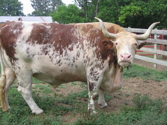 OX 1 Blank Meme Template