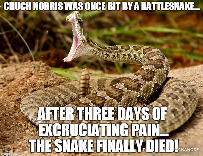 rattlesnake |  CHUCH NORRIS WAS ONCE BIT BY A RATTLESNAKE... AFTER THREE DAYS OF EXCRUCIATING PAIN... THE SNAKE FINALLY DIED! | image tagged in rattlesnake | made w/ Imgflip meme maker