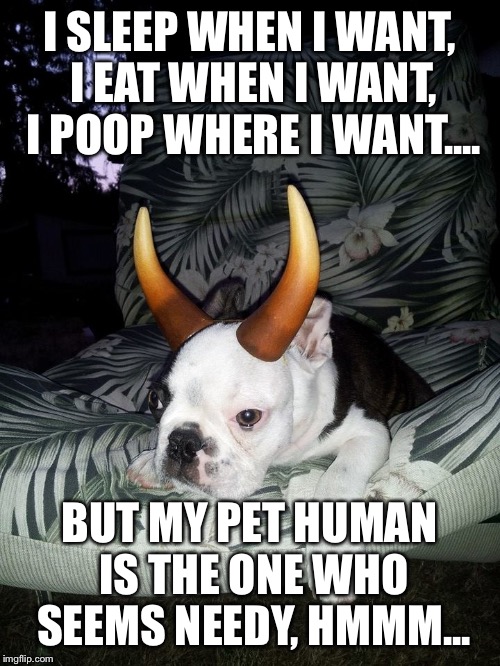 I SLEEP WHEN I WANT, I EAT WHEN I WANT, I POOP WHERE I WANT.... BUT MY PET HUMAN IS THE ONE WHO SEEMS NEEDY, HMMM... | image tagged in rodney_bernhardt | made w/ Imgflip meme maker