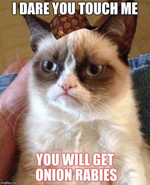 Grumpy Cat Meme | I DARE YOU TOUCH ME; YOU WILL GET ONION RABIES | image tagged in memes,grumpy cat,scumbag | made w/ Imgflip meme maker