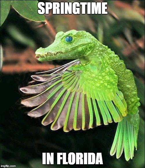 Worse than mosquitos... | SPRINGTIME; IN FLORIDA | image tagged in memes,funny memes | made w/ Imgflip meme maker