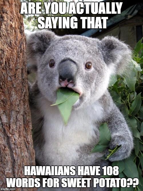 Surprised Koala Meme | ARE YOU ACTUALLY SAYING THAT; HAWAIIANS HAVE 108 WORDS FOR SWEET POTATO?? | image tagged in memes,surprised koala | made w/ Imgflip meme maker