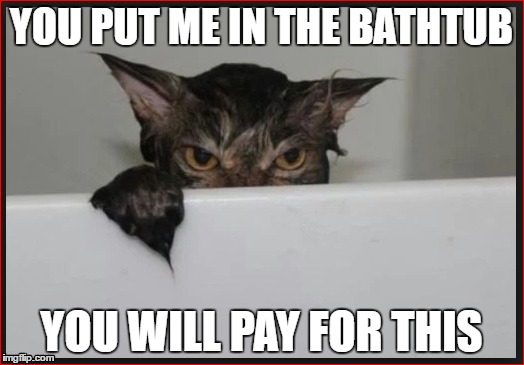 Angry wet cat wants revenge | YOU PUT ME IN THE BATHTUB; YOU WILL PAY FOR THIS | image tagged in cat meme,funnymemes,funny cat memes | made w/ Imgflip meme maker