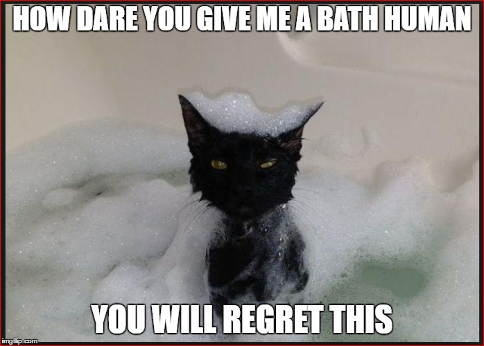 Angry wet cat | HOW DARE YOU GIVE ME A BATH HUMAN; YOU WILL REGRET THIS | image tagged in funny meme,cat meme,funny cat memes | made w/ Imgflip meme maker