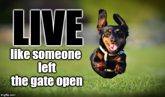 Live | LIVE; like someone left the gate open | image tagged in live,happy dog | made w/ Imgflip meme maker