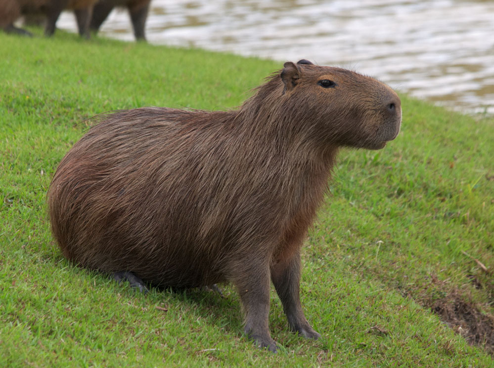 Capivara Blank Meme Template