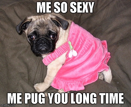 Sexy Pug | ME SO SEXY; ME PUG YOU LONG TIME | image tagged in sexy pug | made w/ Imgflip meme maker