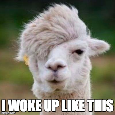 I WOKE UP LIKE THIS | image tagged in funny animals | made w/ Imgflip meme maker