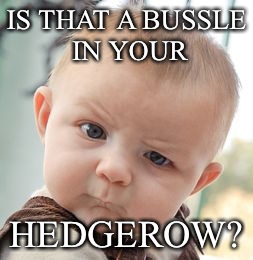 The forest will echo with laughter | IS THAT A BUSSLE IN YOUR; HEDGEROW? | image tagged in memes,skeptical baby,latest,featured,best | made w/ Imgflip meme maker