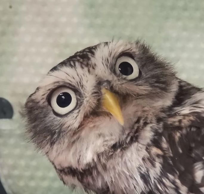 Curious owl Blank Meme Template