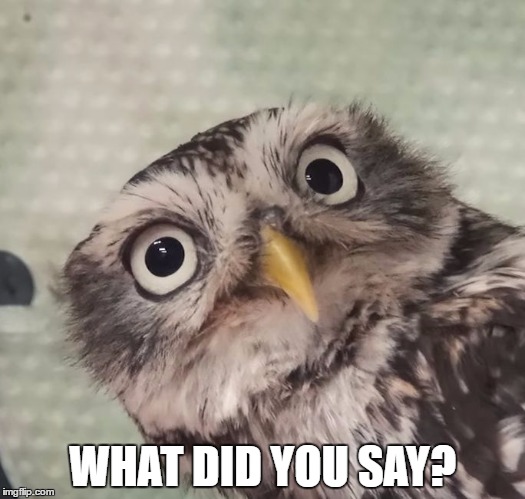 Curious owl | WHAT DID YOU SAY? | image tagged in curious owl | made w/ Imgflip meme maker