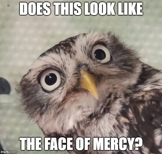 Curious owl | DOES THIS LOOK LIKE; THE FACE OF MERCY? | image tagged in curious owl | made w/ Imgflip meme maker