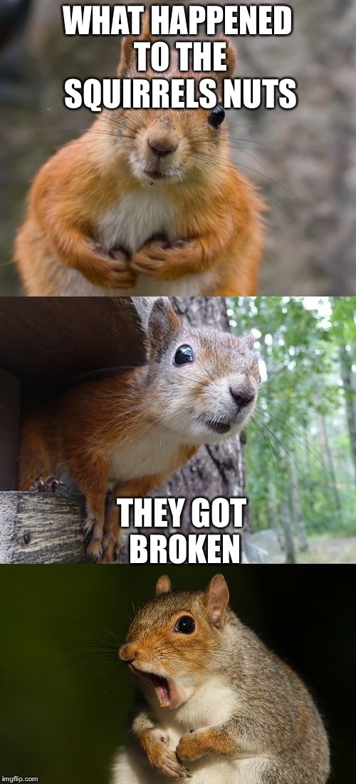  bad pun squirrel | WHAT HAPPENED TO THE SQUIRRELS NUTS; THEY GOT BROKEN | image tagged in bad pun squirrel | made w/ Imgflip meme maker