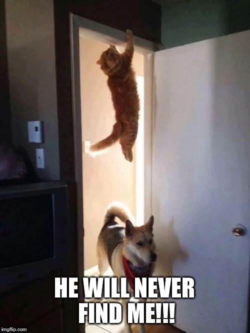 Clever cat | HE WILL NEVER FIND ME!!! | image tagged in memes | made w/ Imgflip meme maker