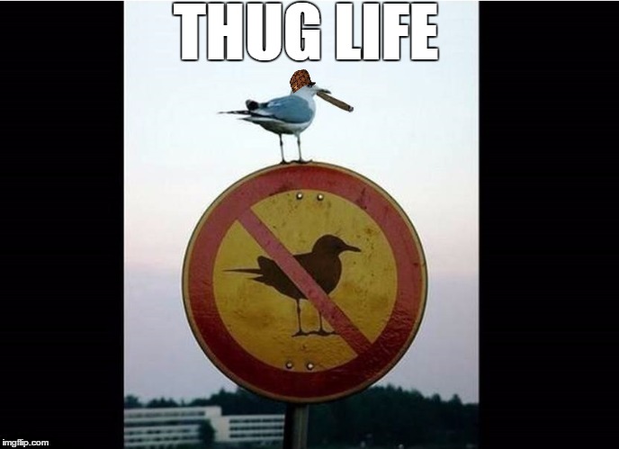 Thug Life Bird on Sign | THUG LIFE | image tagged in thug life bird on sign,scumbag | made w/ Imgflip meme maker