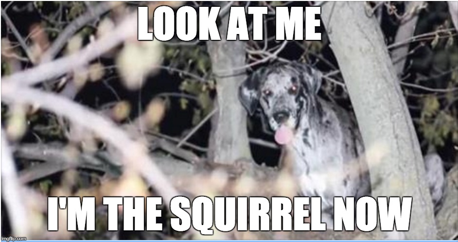 LOOK AT ME; I'M THE SQUIRREL NOW | image tagged in AdviceAnimals | made w/ Imgflip meme maker