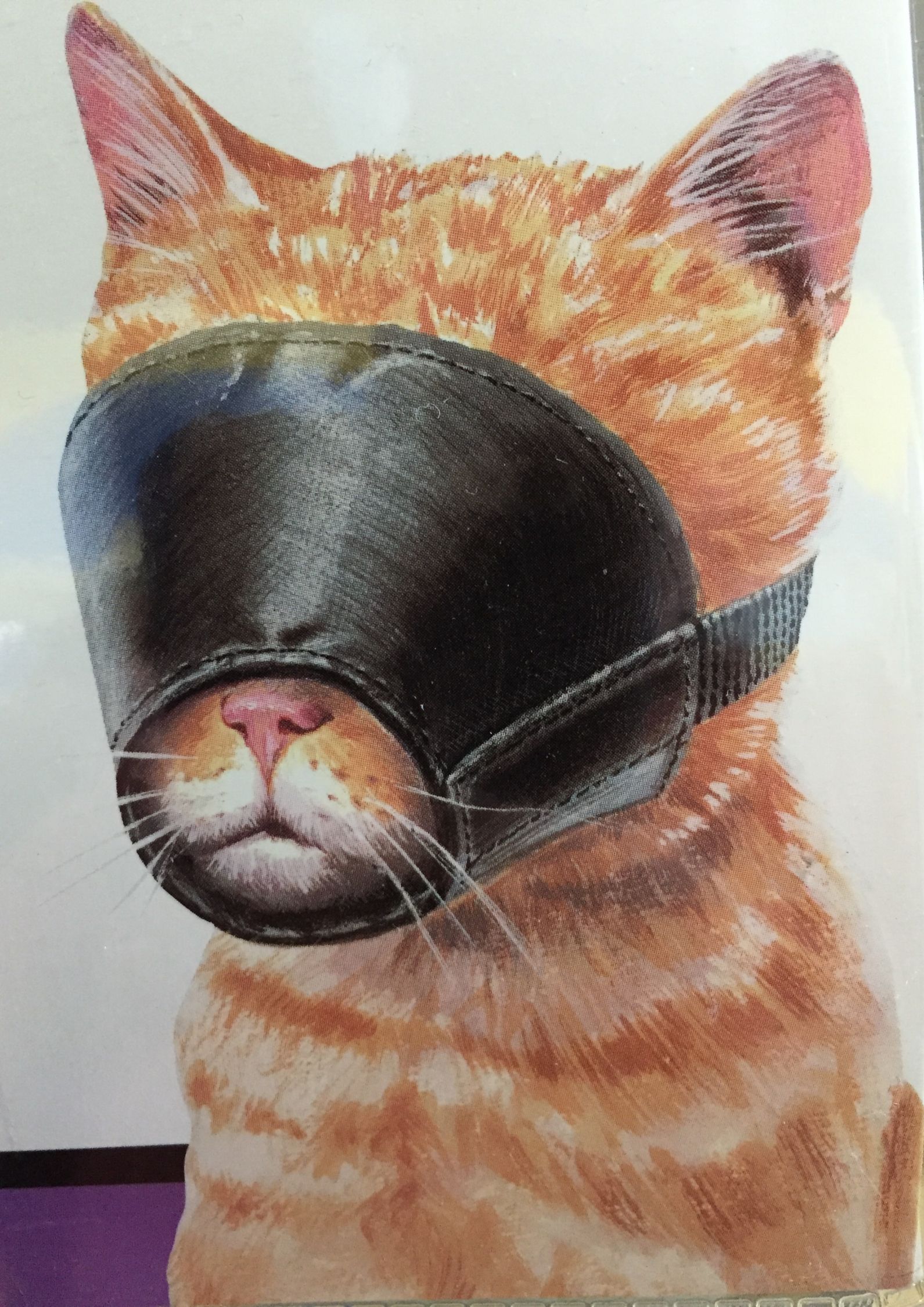 High Quality Cat Muzzle Blank Meme Template