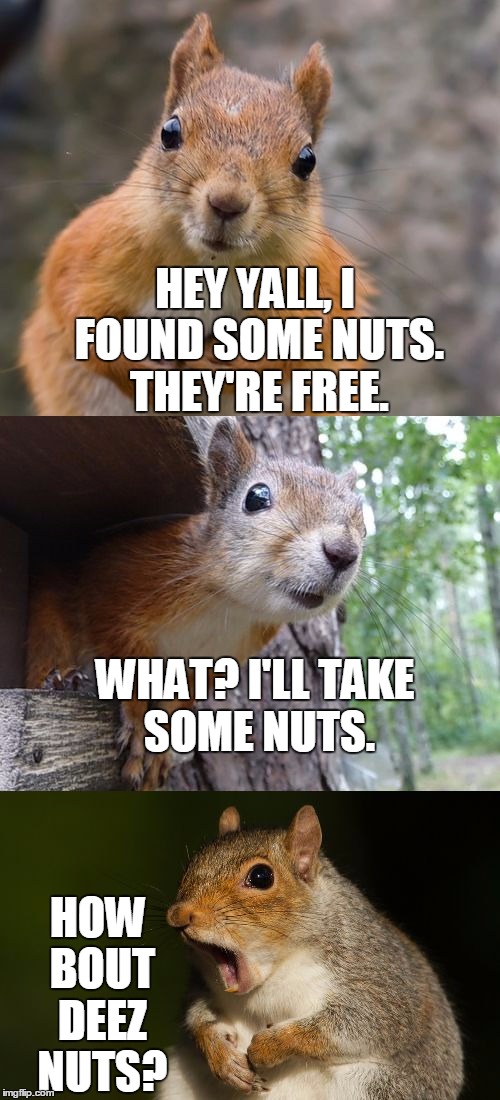 Deez Nuts | HEY YALL, I FOUND SOME NUTS. THEY'RE FREE. WHAT? I'LL TAKE SOME NUTS. HOW BOUT DEEZ NUTS? | image tagged in bad pun squirrel,deez nuts | made w/ Imgflip meme maker