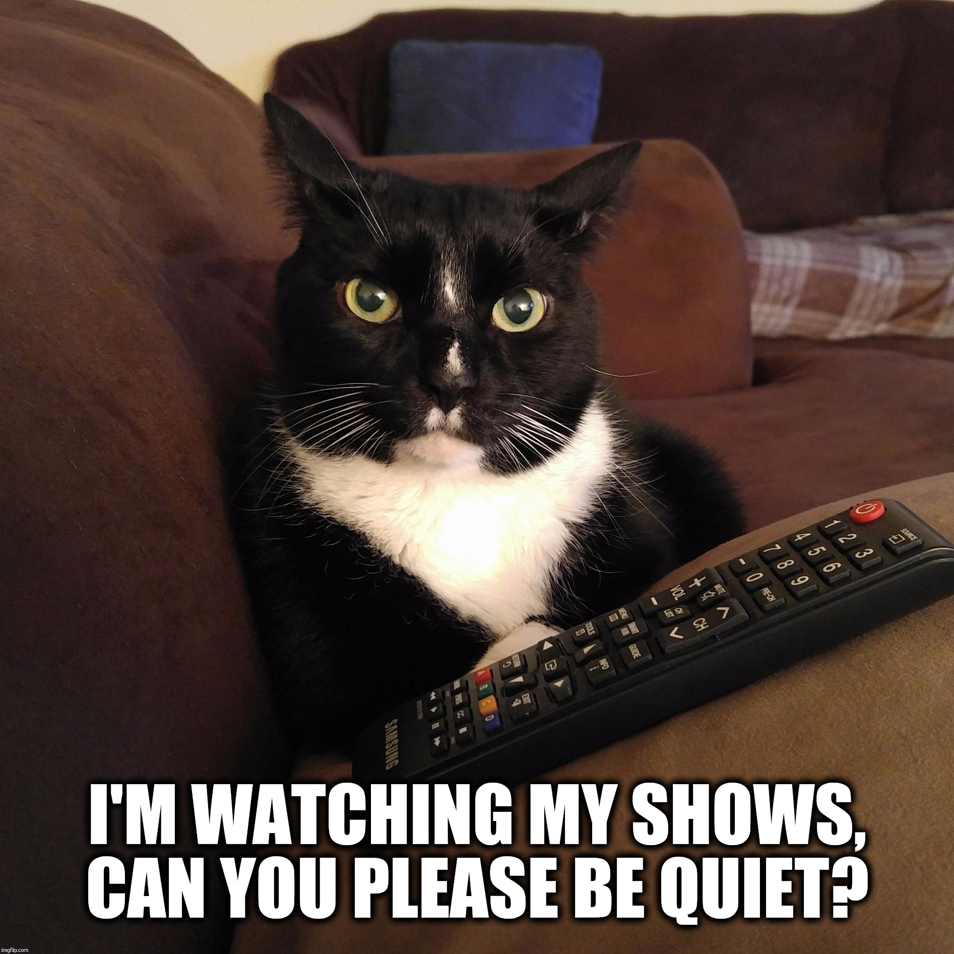 I'm trying to watch TV!  |  I'M WATCHING MY SHOWS, CAN YOU PLEASE BE QUIET? | image tagged in bert the cat,be quiet,watching tv,remote control,cat,funny memes | made w/ Imgflip meme maker