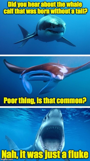 I guess the end run is, that every bad pun deserves its own template | Did you hear about the whale calf that was born without a tail? Poor thing, is that common? Nah, it was just a fluke | image tagged in bad pun shark | made w/ Imgflip meme maker