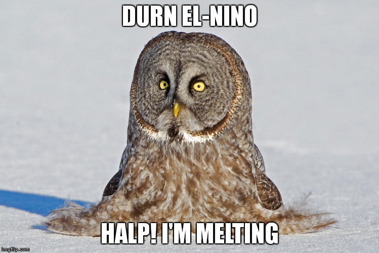 So not cool... | DURN EL-NINO; HALP! I'M MELTING | image tagged in el-nino,melting,owl,help | made w/ Imgflip meme maker