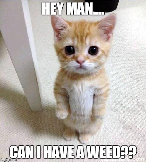 Cute Cat | HEY MAN.... CAN I HAVE A WEED?? | image tagged in memes,cute cat | made w/ Imgflip meme maker