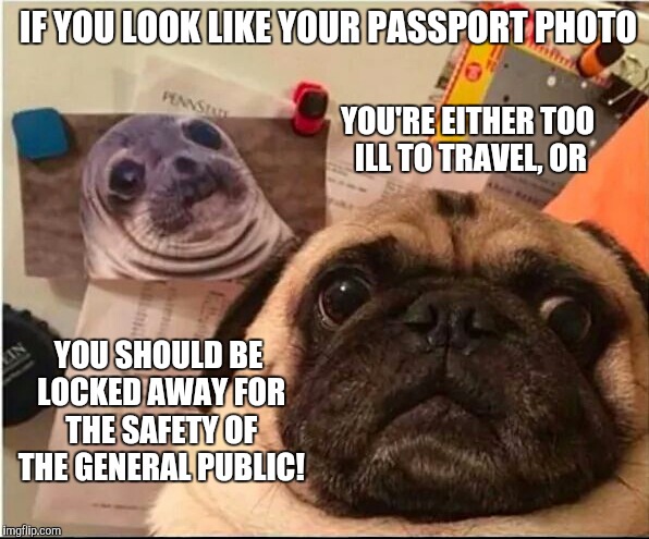 Passport Photo |  IF YOU LOOK LIKE YOUR PASSPORT PHOTO; YOU'RE EITHER TOO ILL TO TRAVEL, OR; YOU SHOULD BE LOCKED AWAY FOR THE SAFETY OF THE GENERAL PUBLIC! | image tagged in pug,seal,passport | made w/ Imgflip meme maker