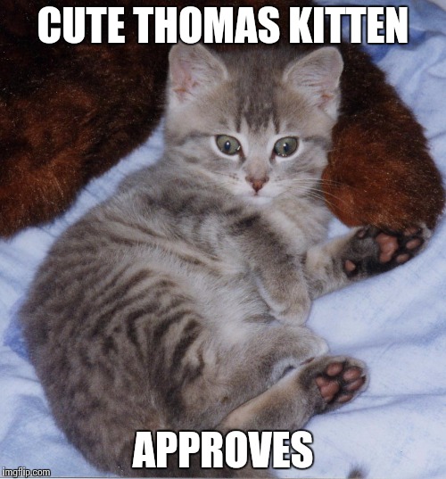 Cute_Thomas_Kitten | CUTE THOMAS KITTEN APPROVES | image tagged in cute_thomas_kitten | made w/ Imgflip meme maker