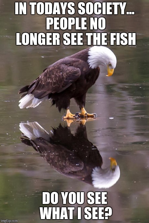 Eagle's Reflection | IN TODAYS SOCIETY... PEOPLE NO LONGER SEE THE FISH; DO YOU SEE WHAT I SEE? | image tagged in eagle's reflection | made w/ Imgflip meme maker