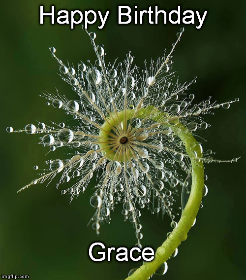 dewy fern | Happy Birthday; Grace | image tagged in happy birthday | made w/ Imgflip meme maker