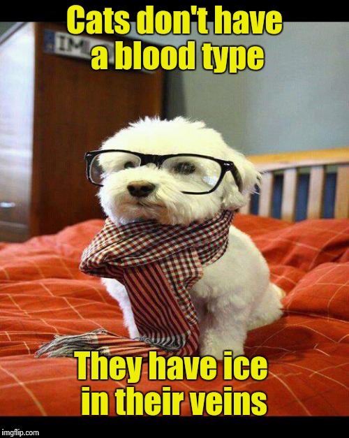 Cats don't have a blood type They have ice in their veins | made w/ Imgflip meme maker