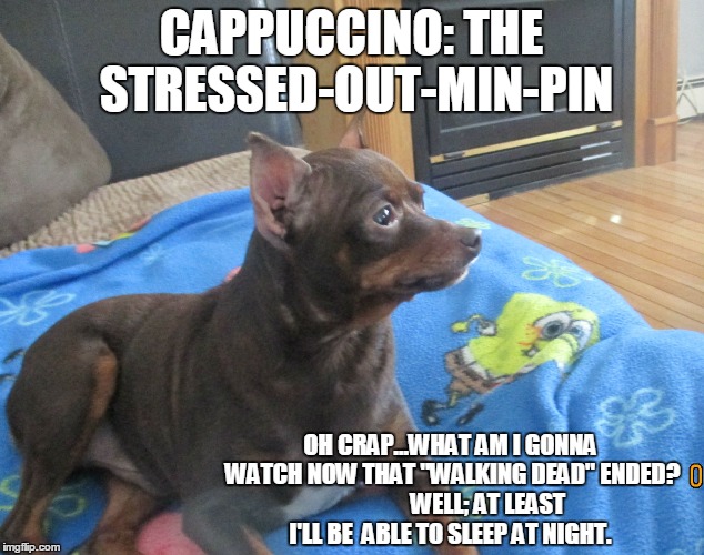 Cappuccino: The Stressed-Out-Min-Pin | CAPPUCCINO: THE STRESSED-OUT-MIN-PIN; OH CRAP...WHAT AM I GONNA WATCH NOW THAT "WALKING DEAD" ENDED?                WELL; AT LEAST I'LL BE  ABLE TO SLEEP AT NIGHT. | image tagged in funny dogs,funny memes,dogs,funny | made w/ Imgflip meme maker