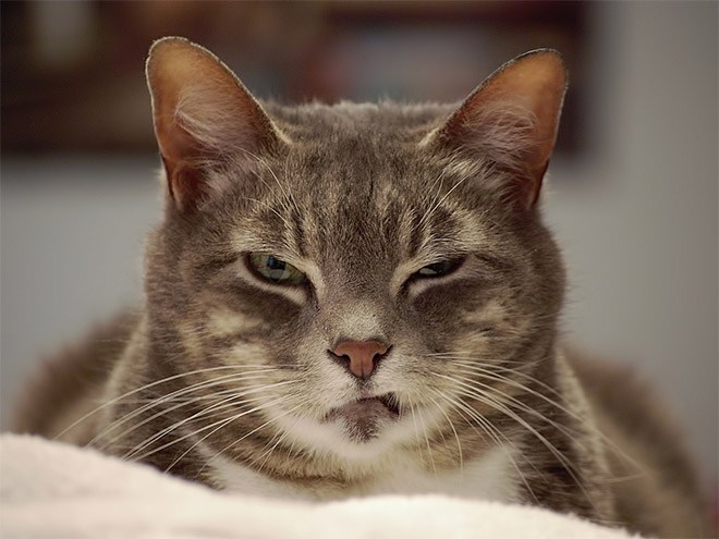 angry cat face meme | Photographic Print