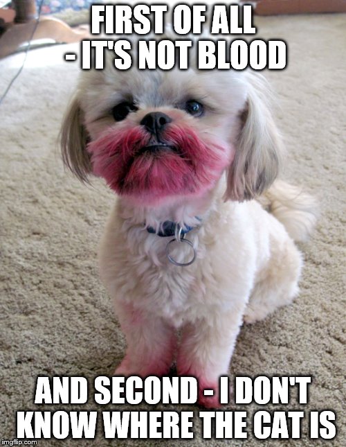 Just because he looks cute... | FIRST OF ALL - IT'S NOT BLOOD; AND SECOND - I DON'T KNOW WHERE THE CAT IS | image tagged in shih tzu lipstick,memes,dog,cat | made w/ Imgflip meme maker