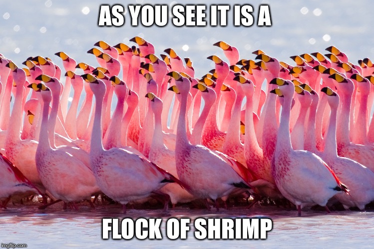AS YOU SEE IT IS A; FLOCK OF SHRIMP | image tagged in shrimp | made w/ Imgflip meme maker