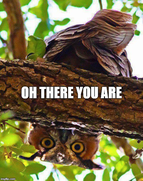 owl up | OH THERE YOU ARE | image tagged in owl | made w/ Imgflip meme maker