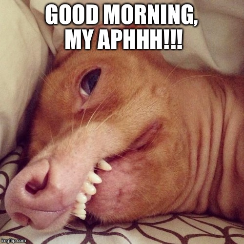 Tuna | GOOD MORNING, MY APHHH!!! | image tagged in tuna | made w/ Imgflip meme maker